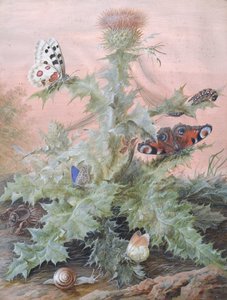 Insekten um eine Distel, 1700